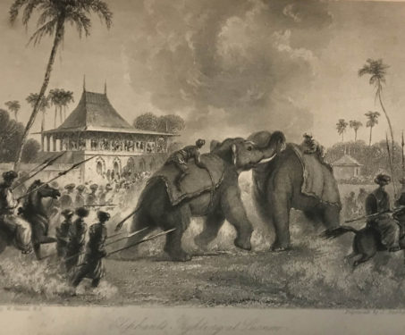 March of the Mammoth, the Indian elephant’s story - Animals