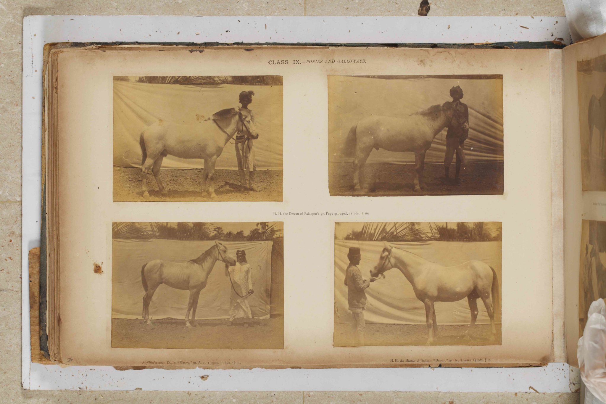 Magnificent Beasts and Where to Find them: At the Bombay Horse and Cattle Show, 1890 - Animals, Buffalo, Camel, Cattle, Horses, Komal Chitnis, Magnificent Beasts