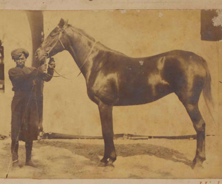 Magnificent Beasts and Where to Find them: At the Bombay Horse and Cattle Show, 1890 - Horses
