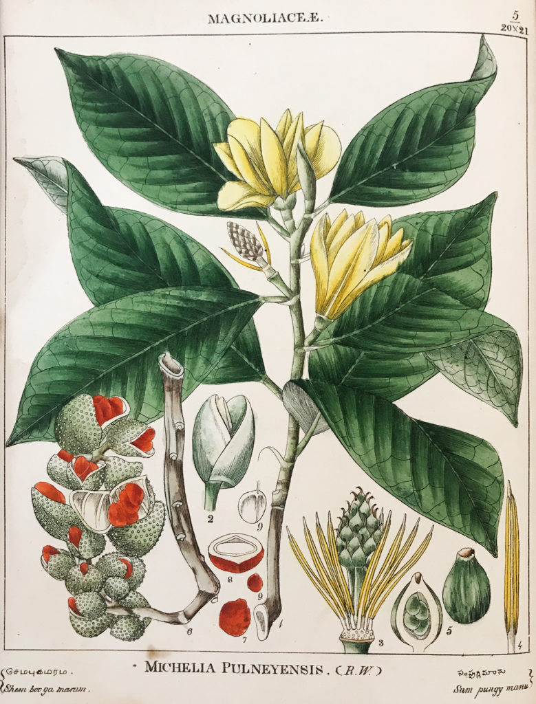 Anatomy Of A Flower – Exquisite 19th-Century Botanicals by Indian Artists - Botanicals, Colonial, Flowers, Flowers for Spring, Poetry & Nature, rare books