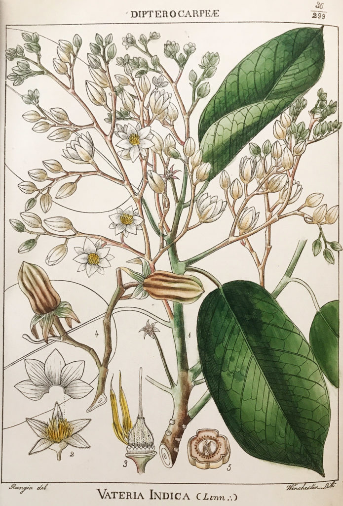 Anatomy Of A Flower – Exquisite 19th-Century Botanicals by Indian Artists - Botanicals, Colonial, Flowers, Flowers for Spring, Poetry & Nature, rare books