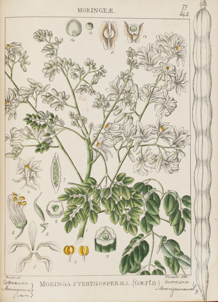 The Art & Science of Indian Botanicals - Botanicals, Flowers, Flowers for Spring, Poetry & Nature