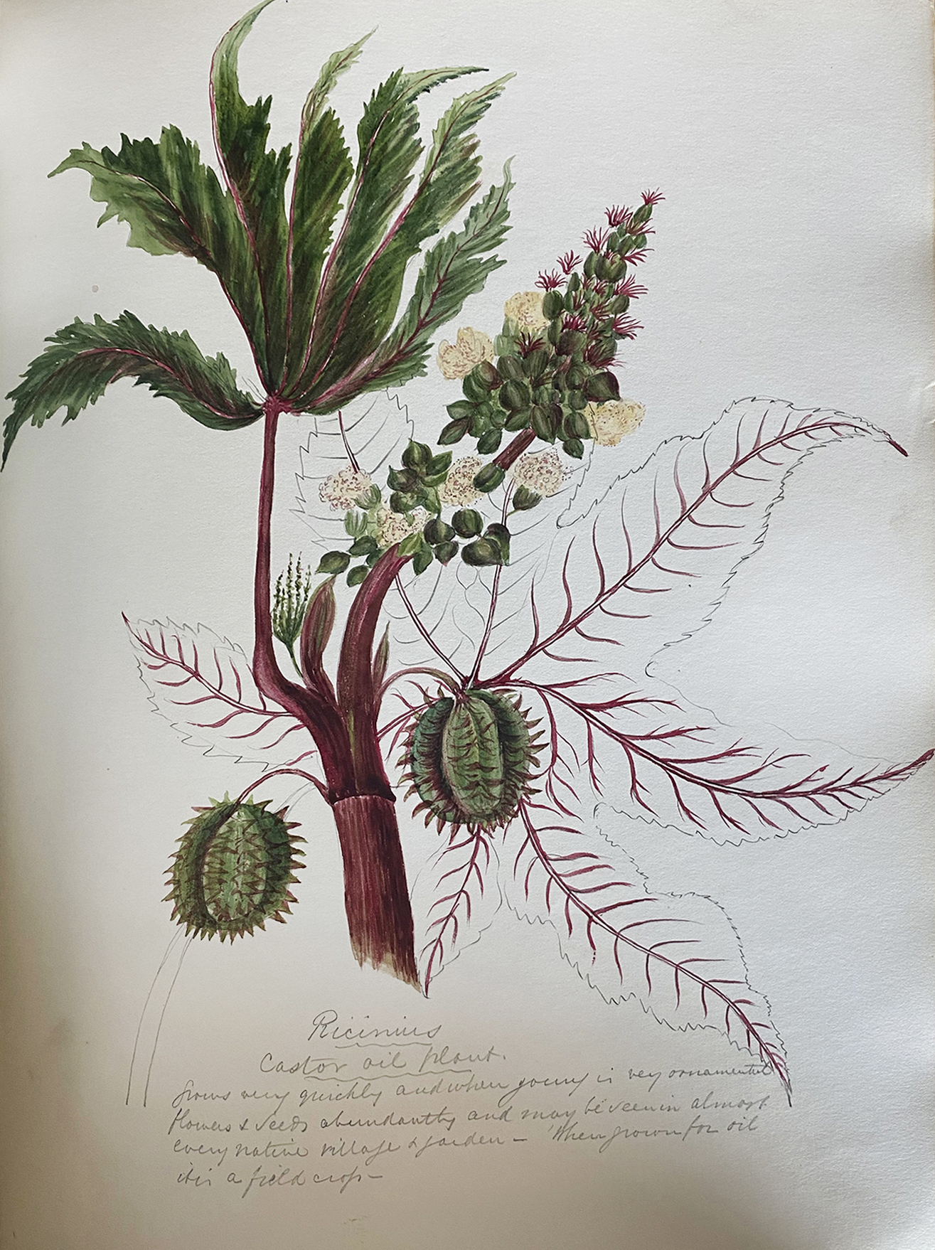 Dreams in Watercolour: Botanicals from Bombay -