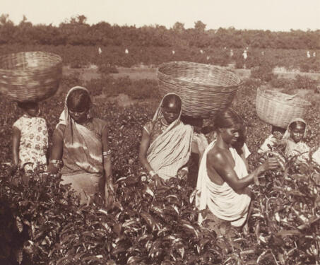 Brewing a Revolution - The Tea Gardens of Bengal - Tea