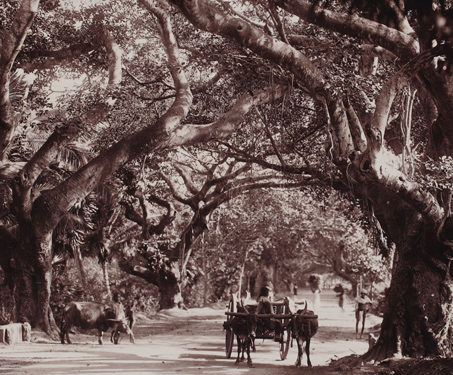 Mowbray Road, Madras - 19th Century Photography