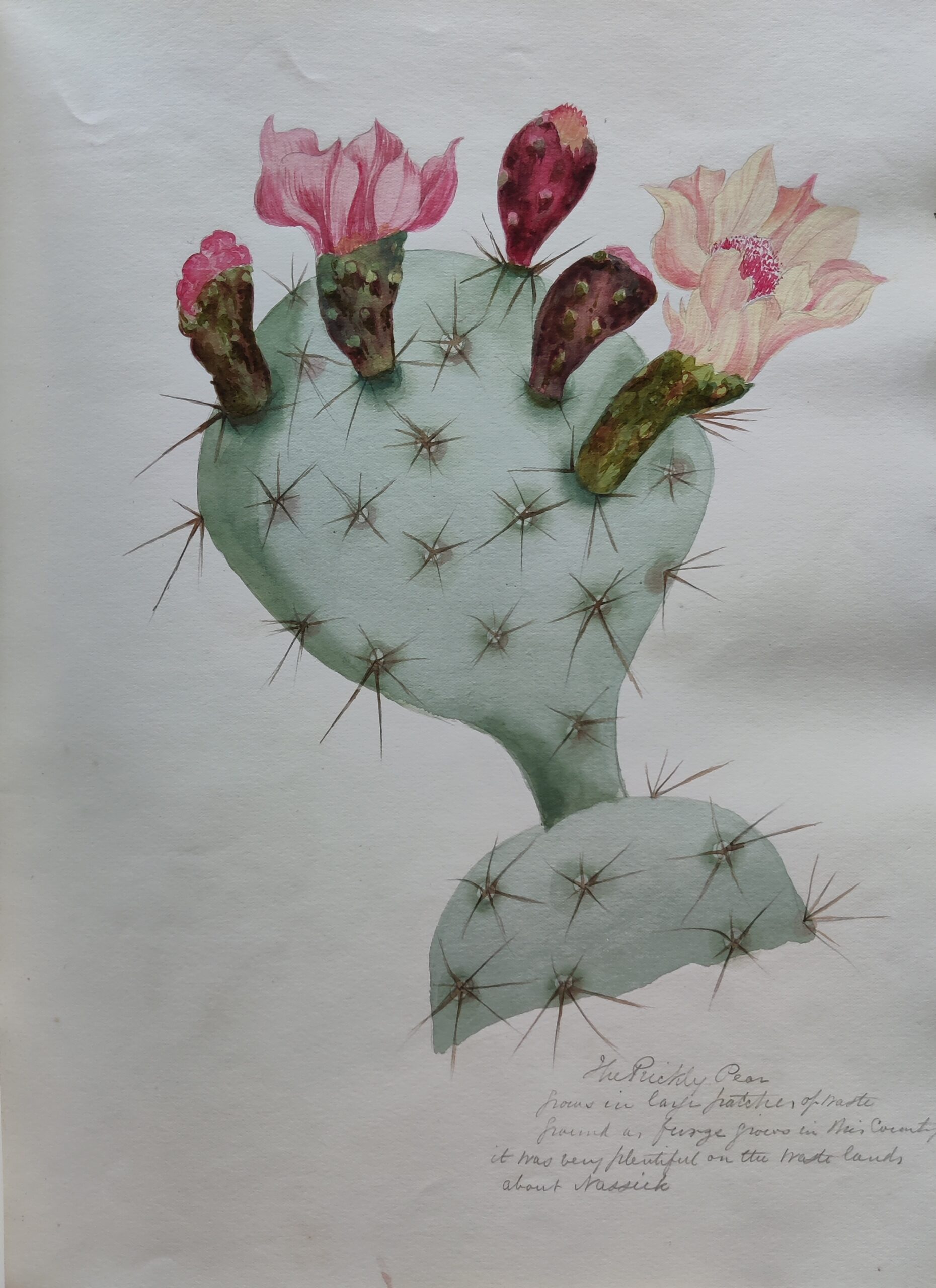 Life on the Deccan Plateau - From dinosaurs to diamonds - A Deccan Odyssey, Animals, Botanicals, Deccan, dinosaurs, featured, Flowers, geology, Gond Art, James Forbes, plants, prehistoric