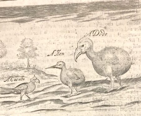 Object of the week: The diplomat & the dodo - Travel