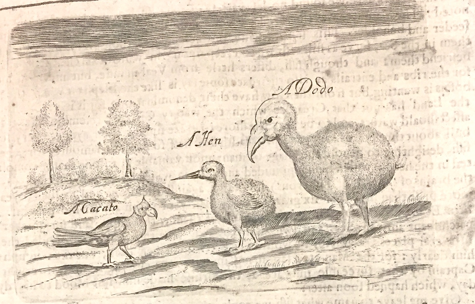 Object of the week: The diplomat & the dodo - 17th century, Birds, featured, Object of the week, Open Roads, Sir Thomas Herbert Bar, Travel, travellers, Travelogues
