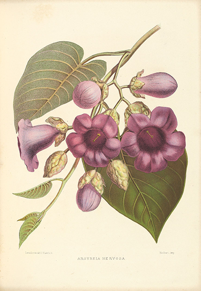 Artist profile: Lena Lowis's nostalgic botanical art - Botanical art, Botanicals, Flowers, Forgotten Files, Lena Lowis, rare books, Women Artists