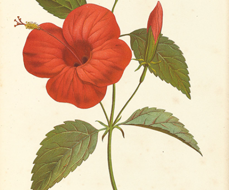 Artist profile: Lena Lowis's nostalgic botanical art - Botanical art